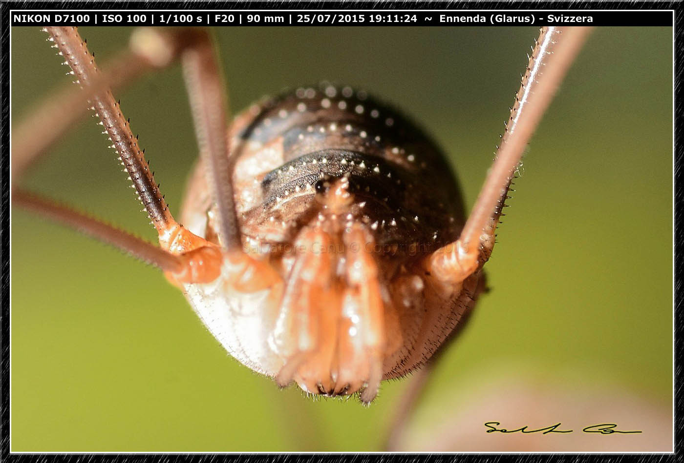 Phalangium cfr. opilio -  Ennenda (Svizzera)